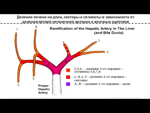 Деление печени на доли, секторы и сегменты в зависимости от деления