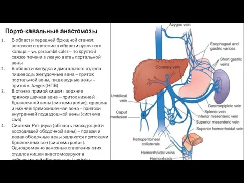 Порто-кавальные анастомозы В области передней брюшной стенки: венозное сплетение в области