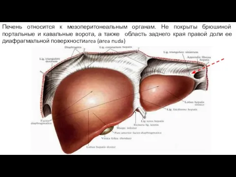 Печень относится к мезоперитонеальным органам. Не покрыты брюшиной портальные и кавальные