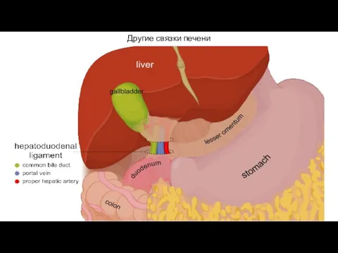 Другие связки печени