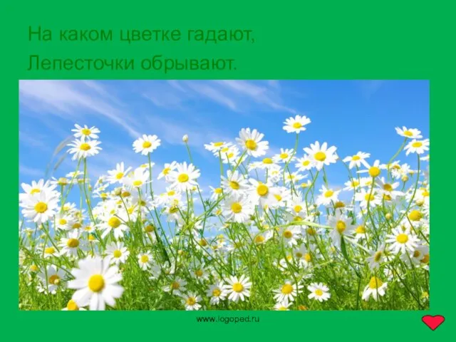 www.logoped.ru На каком цветке гадают, Лепесточки обрывают.