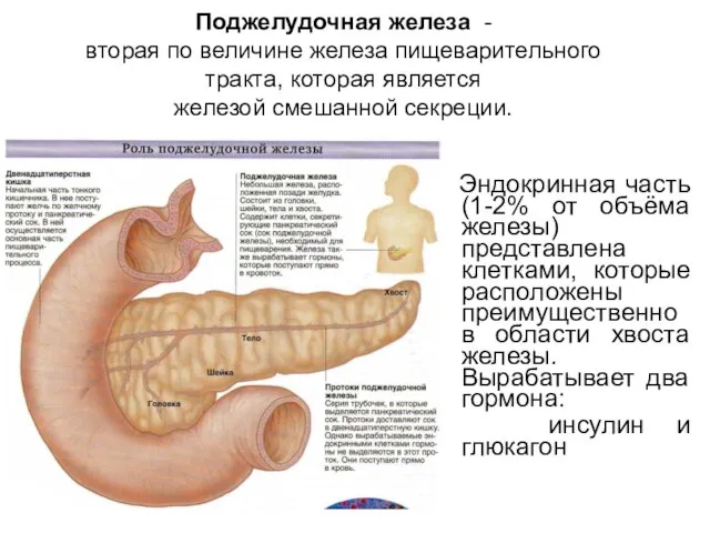 Поджелудочная железа - вторая по величине железа пищеварительного тракта, которая является