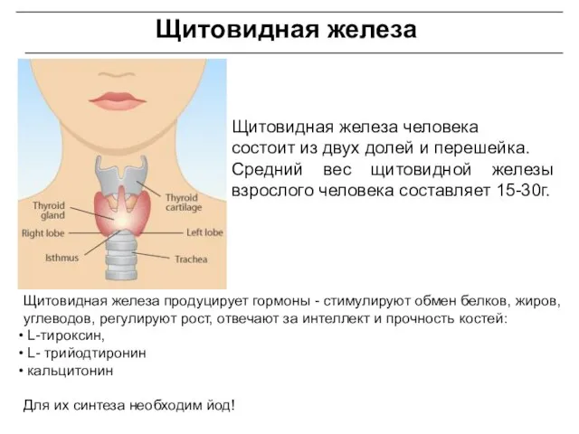 Щитовидная железа Щитовидная железа человека состоит из двух долей и перешейка.
