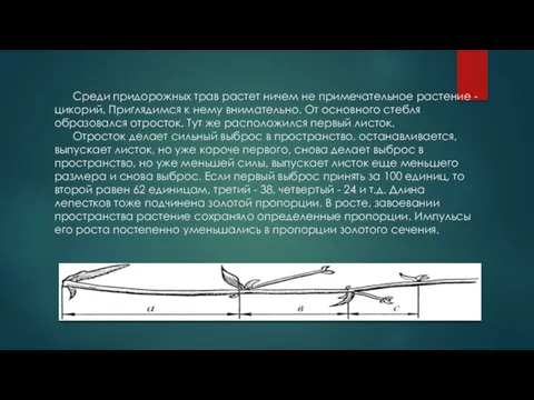 Среди придорожных трав растет ничем не примечательное растение - цикорий. Приглядимся