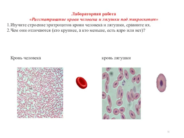 Лабораторная работа «Рассматривание крови человека и лягушки под микроскопом» Изучите строение