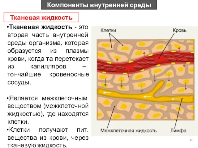 Компоненты внутренней среды Тканевая жидкость Тканевая жидкость - это вторая часть