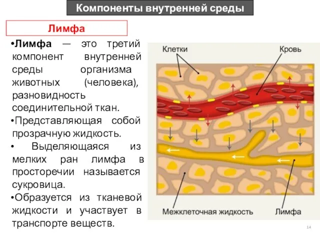 Компоненты внутренней среды Лимфа Лимфа — это третий компонент внутренней среды