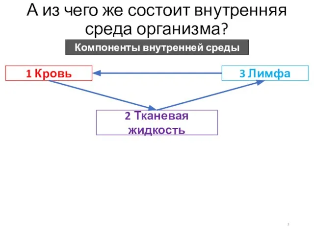 А из чего же состоит внутренняя среда организма? Компоненты внутренней среды