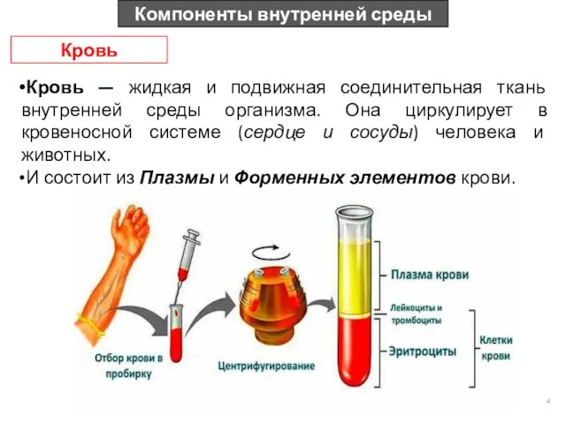 Компоненты внутренней среды Кровь Кровь — жидкая и подвижная соединительная ткань