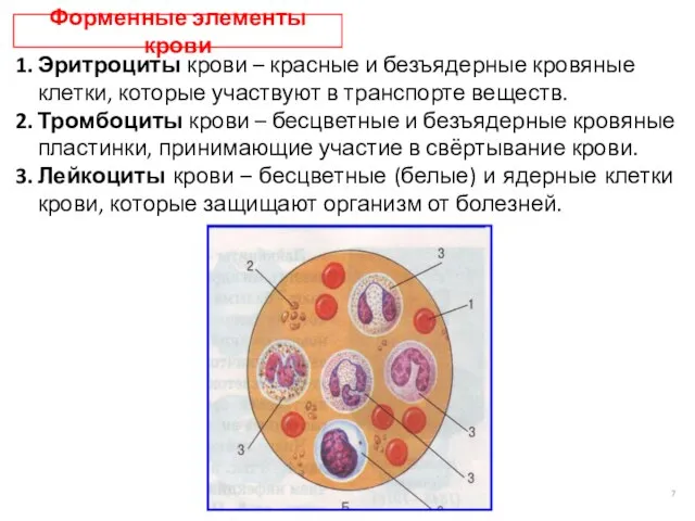 Форменные элементы крови Эритроциты крови – красные и безъядерные кровяные клетки,