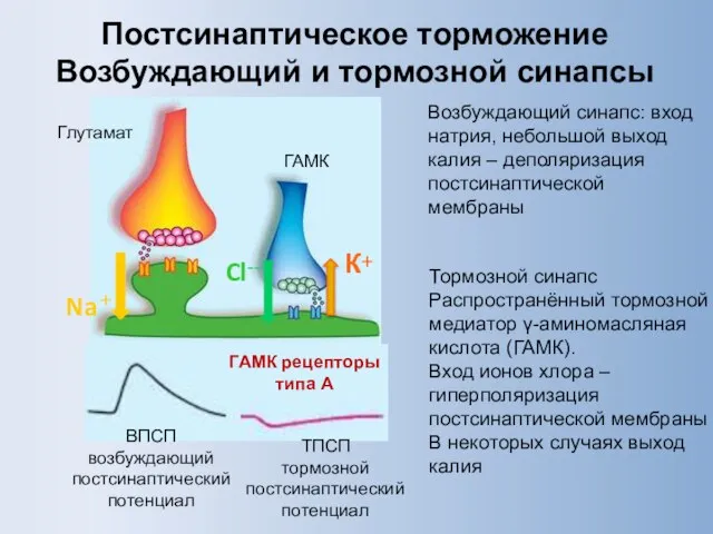 Постсинаптическое торможение Возбуждающий и тормозной синапсы Глутамат ГАМК ВПСП возбуждающий постсинаптический