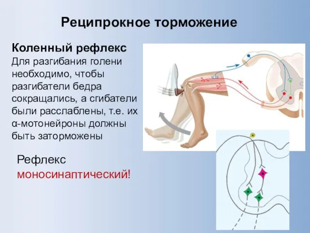 Реципрокное торможение Коленный рефлекс Для разгибания голени необходимо, чтобы разгибатели бедра