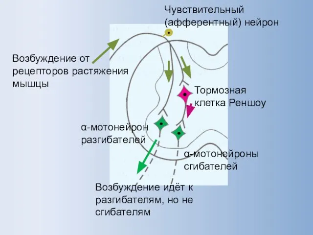 Тормозная клетка Реншоу α-мотонейрон разгибателей α-мотонейроны сгибателей Чувствительный (афферентный) нейрон