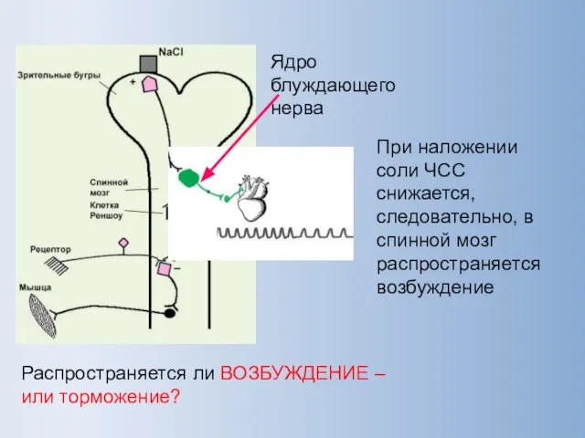 Распространяется ли ВОЗБУЖДЕНИЕ – или торможение?