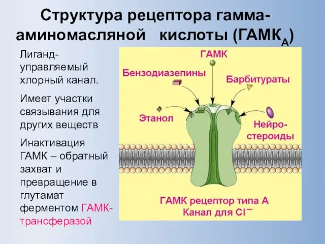 Дневное отделение фармацевтического факультета Структура рецептора гамма-аминомасляной кислоты (ГАМКА) Лиганд-управляемый хлорный