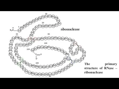 The primary structure of RNase – ribonuclease