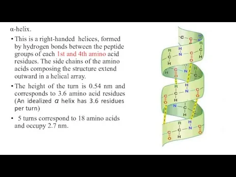 α-helix. This is a right-handed helices, formed by hydrogen bonds between