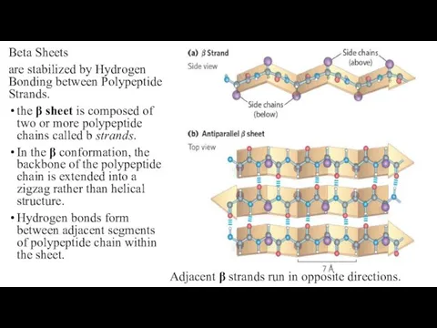 Beta Sheets are stabilized by Hydrogen Bonding between Polypeptide Strands. the