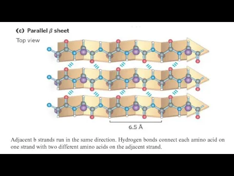 Adjacent b strands run in the same direction. Hydrogen bonds connect