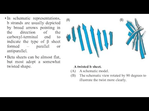 In schematic representations, b strands are usually depicted by broad arrows