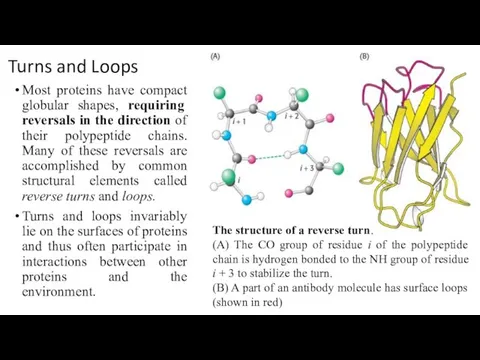 Turns and Loops Most proteins have compact globular shapes, requiring reversals