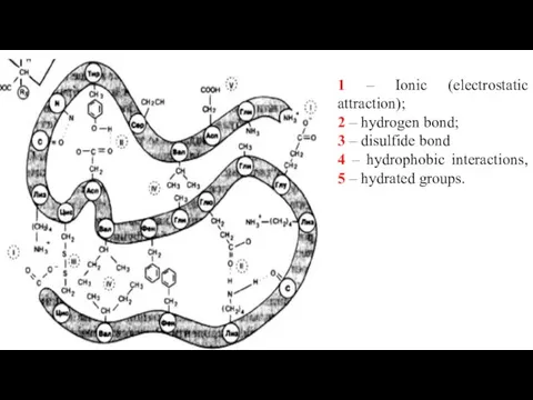 1 – Ionic (electrostatic attraction); 2 – hydrogen bond; 3 –