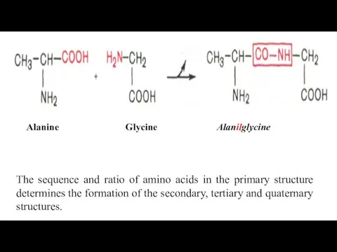 Alanine Glycine Alanilglycine The sequence and ratio of amino acids in