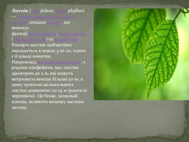. Листо́к (лат. folium, грец. phýllon) — вегетативний орган вищих рослин,