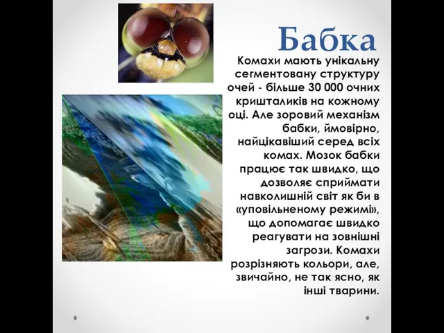 Бабка Комахи мають унікальну сегментовану структуру очей - більше 30 000