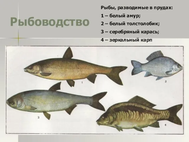 Рыбоводство Рыбы, разводимые в прудах: 1 – белый амур; 2 –