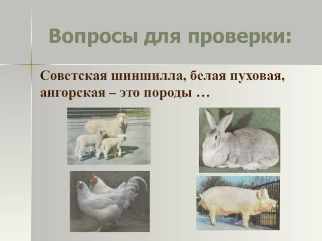 Вопросы для проверки: Советская шиншилла, белая пуховая, ангорская – это породы …