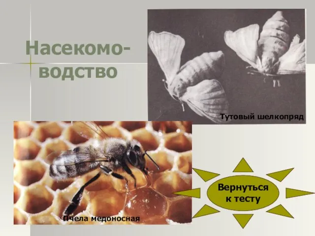 Насекомо-водство Тутовый шелкопряд Пчела медоносная Вернуться к тесту