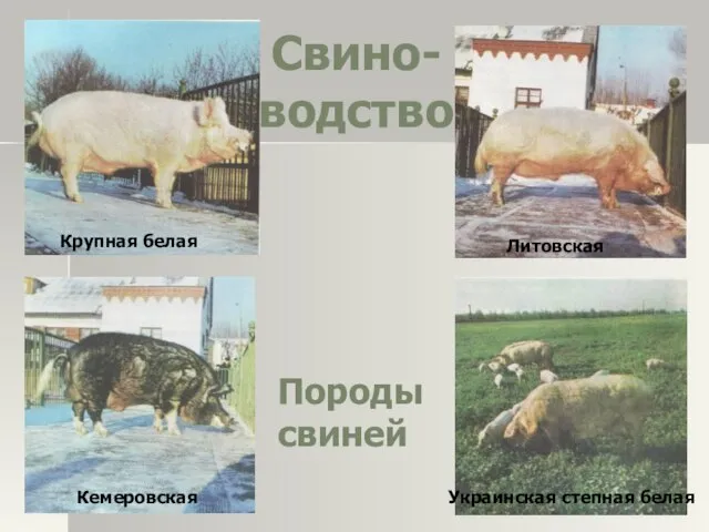 Свино-водство Породы свиней Крупная белая Литовская Кемеровская Украинская степная белая