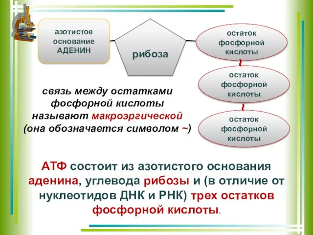 азотистое основание АДЕНИН рибоза остаток фосфорной кислоты остаток фосфорной кислоты остаток