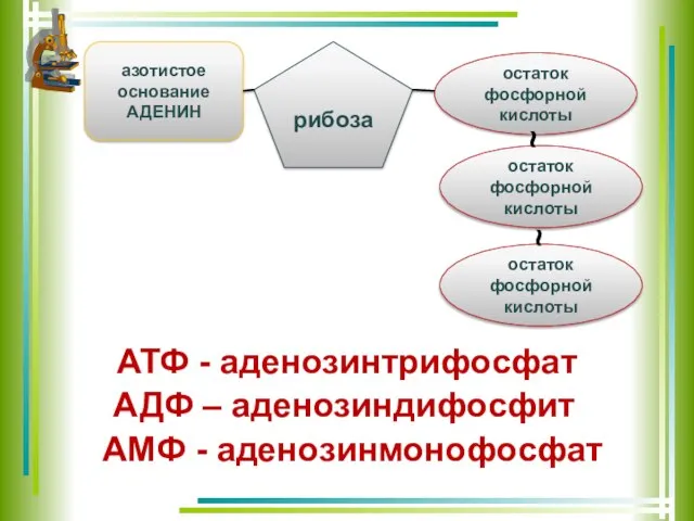 азотистое основание АДЕНИН рибоза остаток фосфорной кислоты остаток фосфорной кислоты остаток