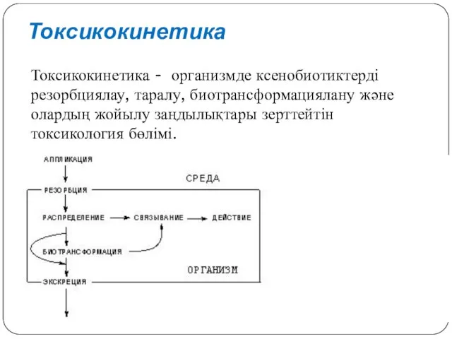 Токсикокинетика Токсикокинетика - организмде ксенобиотиктерді резорбциялау, таралу, биотрансформациялану және олардың жойылу заңдылықтары зерттейтін токсикология бөлімі.