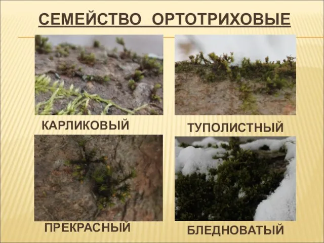 СЕМЕЙСТВО ОРТОТРИХОВЫЕ ТУПОЛИСТНЫЙ ПРЕКРАСНЫЙ КАРЛИКОВЫЙ БЛЕДНОВАТЫЙ