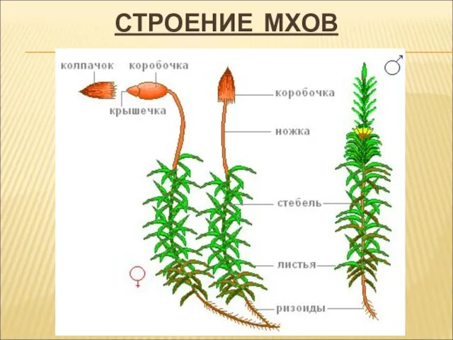 СТРОЕНИЕ МХОВ