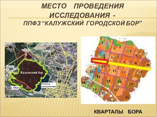 МЕСТО ПРОВЕДЕНИЯ ИССЛЕДОВАНИЯ - ППФЗ “КАЛУЖСКИЙ ГОРОДСКОЙ БОР” КВАРТАЛЫ БОРА