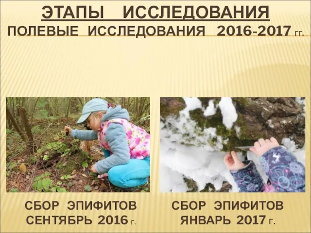 ЭТАПЫ ИССЛЕДОВАНИЯ ПОЛЕВЫЕ ИССЛЕДОВАНИЯ 2016-2017 ГГ. СБОР ЭПИФИТОВ СЕНТЯБРЬ 2016 Г. СБОР ЭПИФИТОВ ЯНВАРЬ 2017 Г.