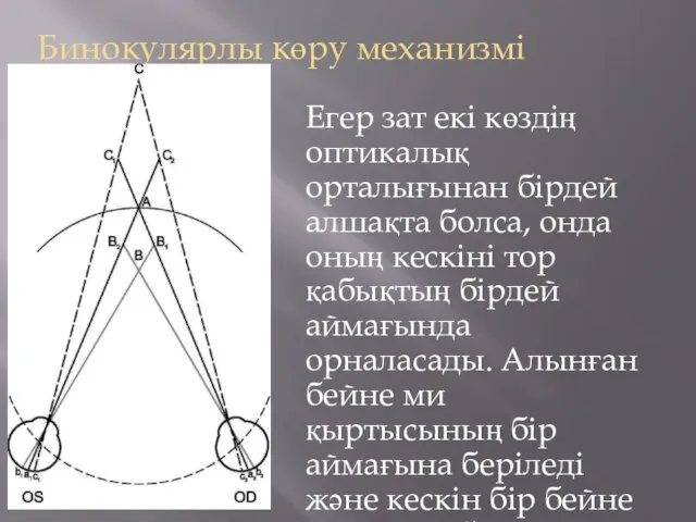 Бинокулярлы көру механизмі Егер зат екі көздің оптикалық орталығынан бірдей алшақта