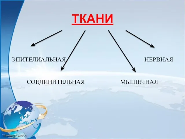 ТКАНИ ЭПИТЕЛИАЛЬНАЯ НЕРВНАЯ СОЕДИНИТЕЛЬНАЯ МЫШЕЧНАЯ