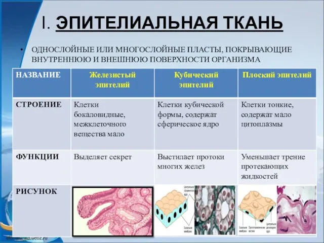 I. ЭПИТЕЛИАЛЬНАЯ ТКАНЬ ОДНОСЛОЙНЫЕ ИЛИ МНОГОСЛОЙНЫЕ ПЛАСТЫ, ПОКРЫВАЮЩИЕ ВНУТРЕННЮЮ И ВНЕШНЮЮ ПОВЕРХНОСТИ ОРГАНИЗМА