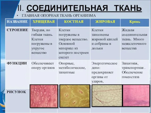 II. СОЕДИНИТЕЛЬНАЯ ТКАНЬ ГЛАВНАЯ ОПОРНАЯ ТКАНЬ ОРГАНИЗМА