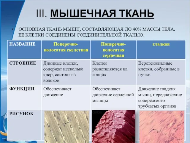 III. МЫШЕЧНАЯ ТКАНЬ ОСНОВНАЯ ТКАНЬ МЫШЦ, СОСТАВЛЯЮЩАЯ ДО 40% МАССЫ ТЕЛА. ЕЕ КЛЕТКИ СОЕДИНЕНЫ СОЕДИНИТЕЛЬНОЙ ТКАНЬЮ.