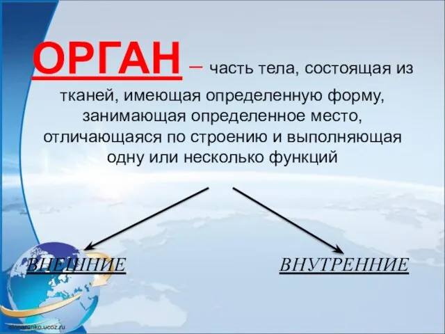 ОРГАН – часть тела, состоящая из тканей, имеющая определенную форму, занимающая