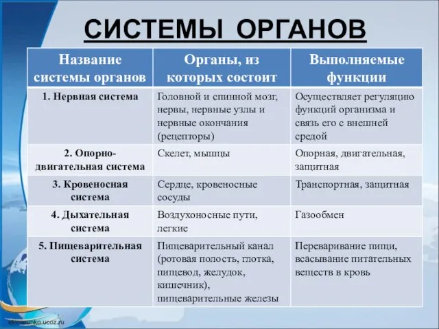 СИСТЕМЫ ОРГАНОВ