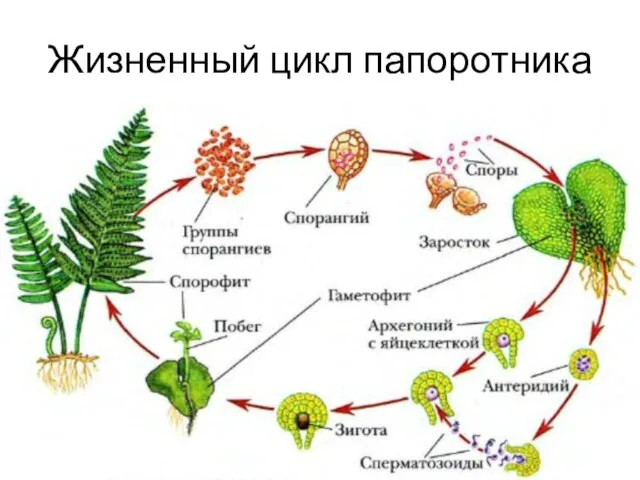 Жизненный цикл папоротника