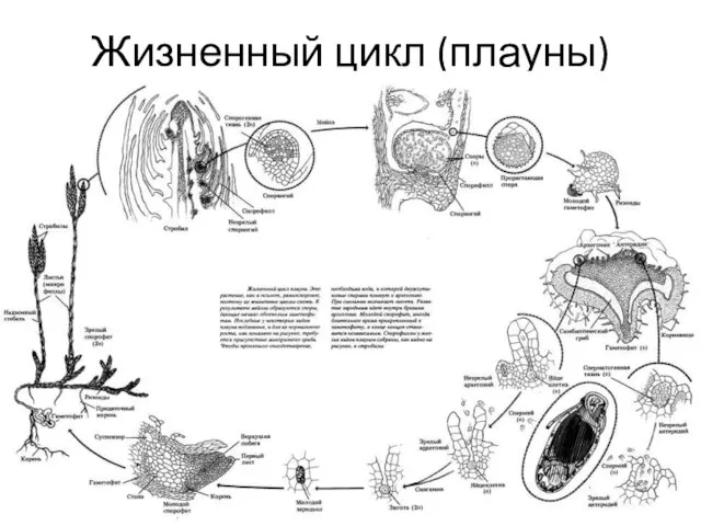 Жизненный цикл (плауны)