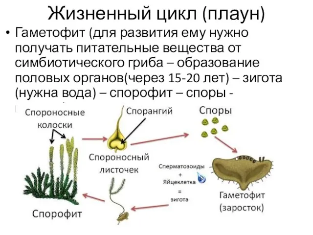 Жизненный цикл (плаун) Гаметофит (для развития ему нужно получать питательные вещества